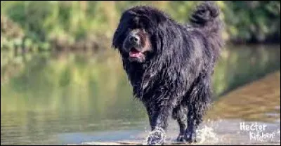 Quel est le nom de la race de ce grand chien qui adore l'eau ?