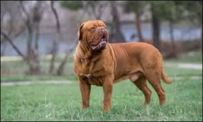 Comment se nomme la race de grand chien qui peut peser jusqu'à 50 kg ?