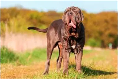 Quel est le nom de la race de ce grand chien qui est originaire d'Italie ?