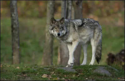 Comment réagis-tu face à un mensonge ?