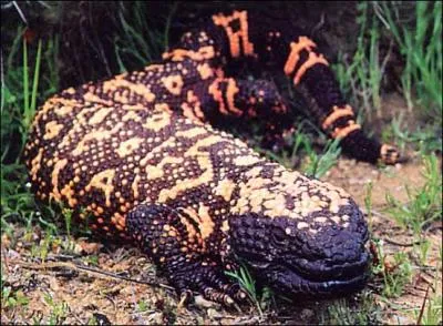 Autre charmant animal, voici l'une des deux seules espces de lzard venimeux. Vous avez reconnu...