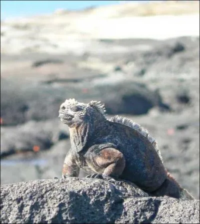 Un peu plus frquentable, voici l'iguane marin. O peut-on le trouver ?