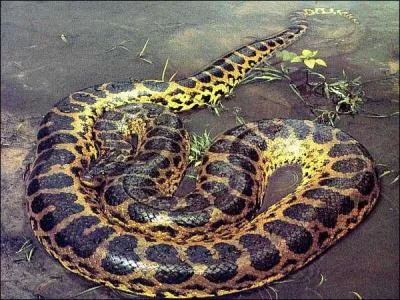 Le nom scientifique de l'anaconda signifie 'bon nageur'. Mais quel est-il ?