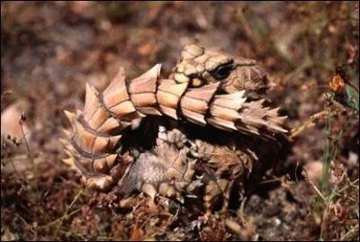 Voici la technique de dfense de cet tonnant lzard : Face au danger, il se roule en boule et fait confiance  la solidit de sa carapace. Quel est le nom de ce reptile ?