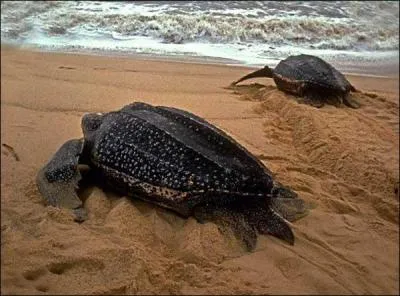 Cette grande navigatrice, qui peut peser jusqu' 850 kilos, est l'un des plus gros animaux sillonnant les ocans...