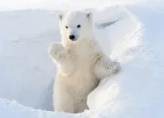 Quiz Vrai/ faux sur l'ours blanc