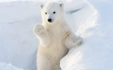 Quiz Animaux