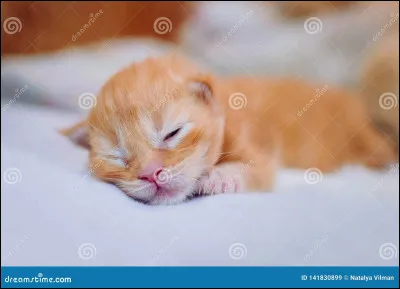 Dans quel tome Rusty est-il devenu Nuage de Feu ?