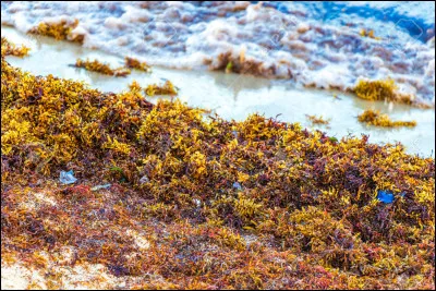 Quel type de pollution est directement lié à l'utilisation excessive d'engrais agricoles et peut provoquer la prolifération d'algues dans les plans d'eau ?