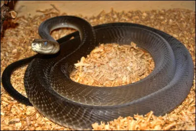 Quel est le nom de ce serpent très venimeux, le plus effrayant du monde qui vit en Afrique ?