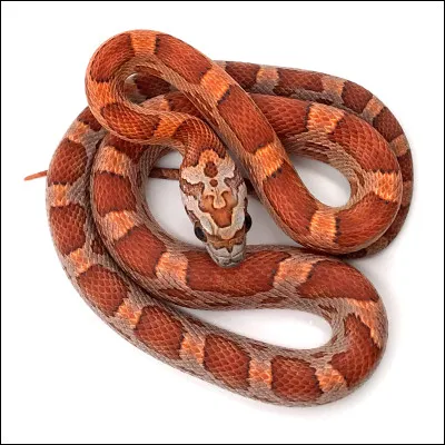Quel est le nom de ce serpent orangé, considéré comme le plus beau du monde, endémique des États-Unis ?