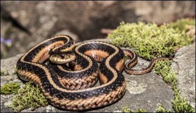 Quel est le nom de ce serpent brun sombre, une grande couleuvre rayée à écailles qui vit en Amérique du Nord ?