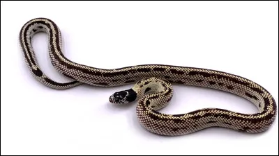 Quel est le nom de ce serpent fouisseur et aveugle, grand comme un crayon, inoffensif pour les humains ?