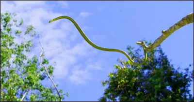 Quel est le nom de ce serpent, qui effectue des vols planés de branche en branche, vivant en Asie ?