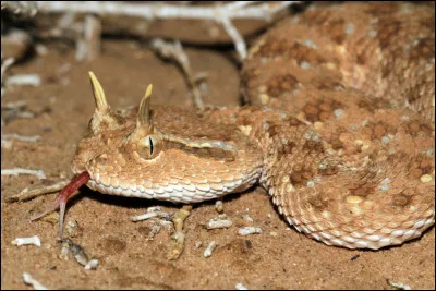 Quel est le nom de ce serpent venimeux, vivant dans les déserts d'Afrique qui doit son nom aux 2 écailles de sa tête ?