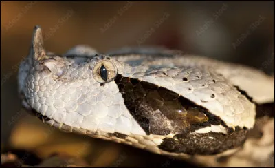 Quel est le nom de ce serpent venimeux d'Afrique avec un appendice nasal important ?