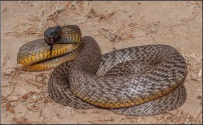 Quel est le nom de ce serpent venimeux et très dangereux, endémique des régions arides d'Australie ?