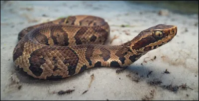 Quel est le nom de ce serpent venimeux cuivré de l'est des États-Unis ?