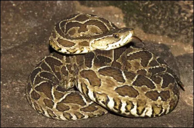 Quel est le nom de ce serpent dangereux pour l'homme avec ses crochets inoculateurs de venin, endémique d'Amérique du Sud ?