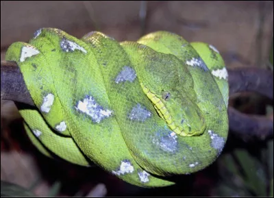 Quel est le nom de ce serpent couleur émeraude à tête de chien qui vit dans les forêts d'Amérique du Sud ?