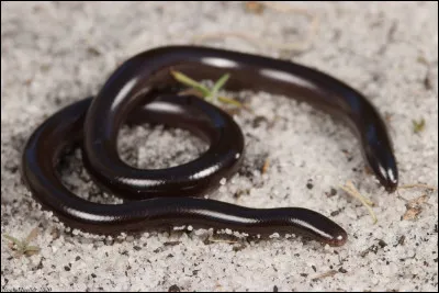 Quel est le nom de ce serpent, considéeé comme le plus petit du monde (13cm), originaire d'Asie du Sud ?