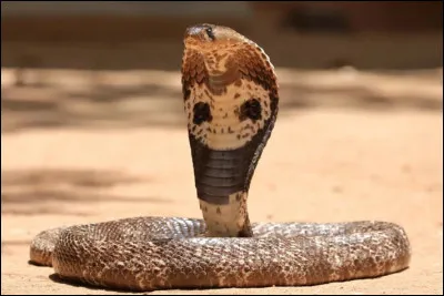 Quel est le nom de ce serpent avec des marques rondes sur le dos de sa coiffe, endémique du Sri Lanka ?