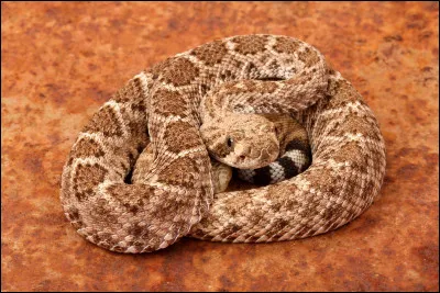 Quel est le nom de ce serpent venimeux massif, le plus grand d'Amérique qui vit dans les forêts et ne dit mot ?