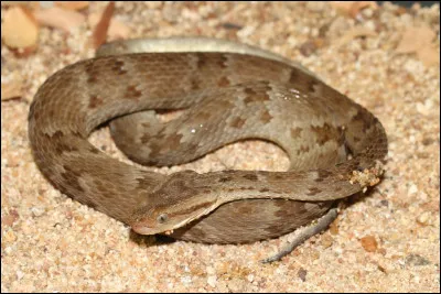 Quel est le nom de ce serpent siffleur venimeux au venin hémotoxique, endémique du Brésil ?