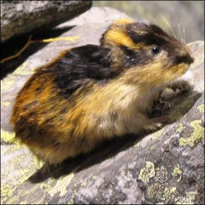 Quel rongeur des régions arctiques est connu pour ses migrations de masse ?