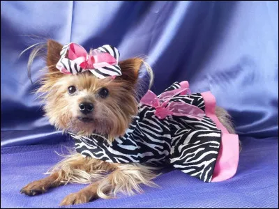 Est-ce que tu aimes les v&ecirc;tements que tu portes ?