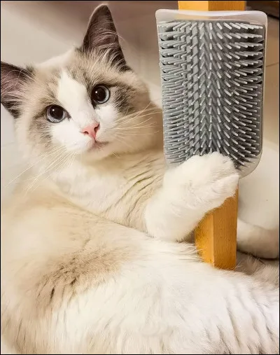 Combien de fois te brosses-tu les cheveux ?