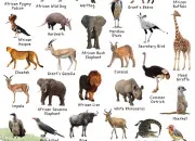 Quiz Trouvez l'animal grce  la photo