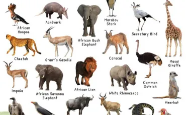 Quiz Animaux