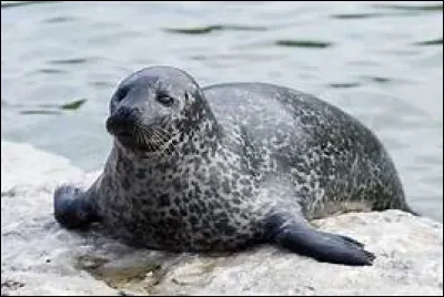 Que suis-je comme animal ?