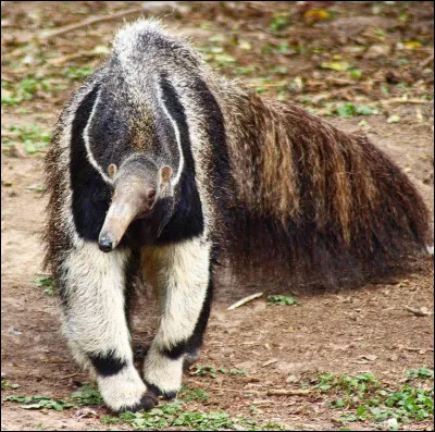 Quelle est mon identité en tant qu'animal ?