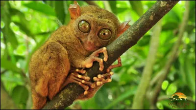 Quel type d'animal suis-je ?