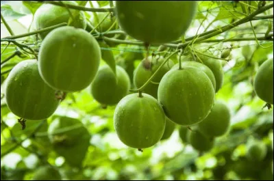 Quel est ce fruit ?