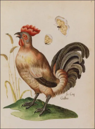 Une question simple que vous pose ce coq Gallus : "De quelle espèce suis-je ?".