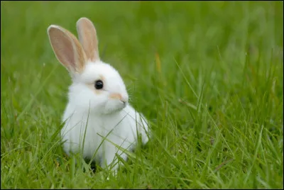Pour toi, qu'est-ce qui représente la mignonnerie ?