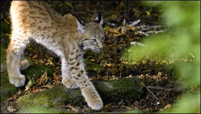 Pour finir, quel est ton félin sauvage préféré ?