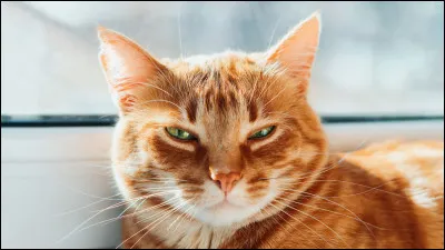 Qui sont les parents d'Étoile de Feu ?