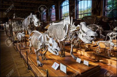 Comment la tour d'ossements qu'érigent les chats d'Étoile du Tigre se nomme-t-elle ?