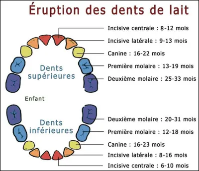Quel nombre de dents de lait la denture du jeune enfant comporte-elle ?