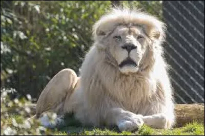 Km 129,8 : Buzançais. Dans cette cité, se croisaient deux lignes SNCF, l'une en voie normale (ligne de Joué-lès-Tours à Châteauroux) et l'autre en voie métrique. De quelle ligne s'agissait-il ?