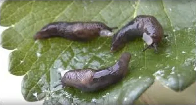 Km 84,5 : Preuilly-sur-Claise. Cette commune d'Indre-et-Loire fait partie de quel arrondissement ?