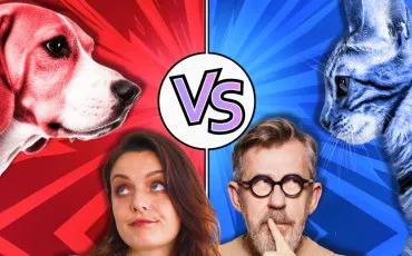 Quiz Chats