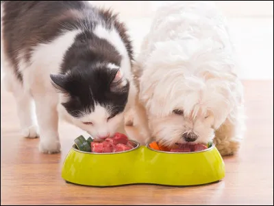 Voici la première épreuve ! Nos deux concurrents, le chat et le chien, vont devoir manger la gamelle le plus rapidement possible ! 3, 2, 1...Go !... Fini !
Qui a gagné selon vous ?