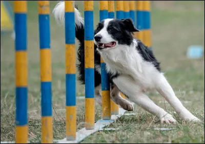 Voici la deuxième épreuve ! Nos concurrents vont devoir faire le parcours ici présent ! 3, 2, 1...Go !...Fini !
Selon vous qui a gagné ?