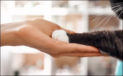 Voici la troisième épreuve ! Nos concurrents vont devoir faire les tours suivant : assis, coucher, la patte et lautre ! 3, 2, 1...Go !...Fini !
Qui a réussi le plus de tours selon vous ?