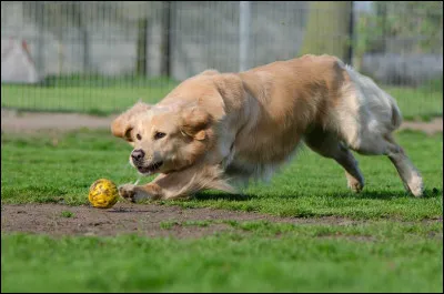 Voici la quatrième épreuve ! Nos concurrents vont devoir attraper un jouet en mouvement ! 3, 2, 1...Go !...Fini !
Pour vous, qui la attrapé ?